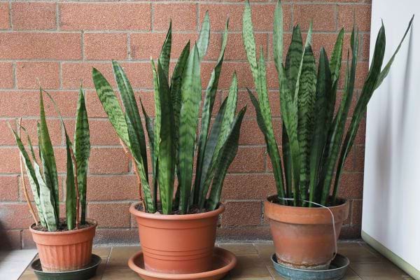 Trois sanseveria de différentes tailles