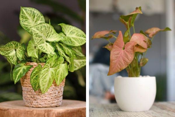 Deux syngonium d'intérieur