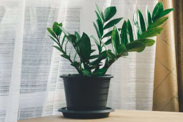 Une plante zz d'intérieur