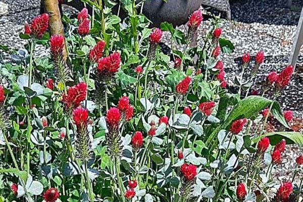 Plusieurs trèfles rouges