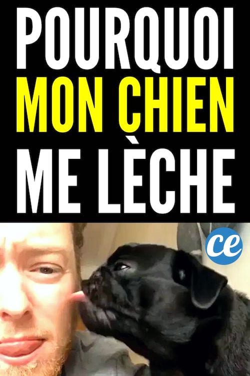 Pourquoi Mon Chien Me Lèche Tout le Temps