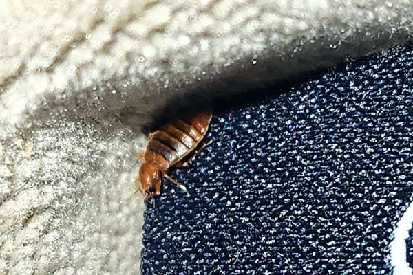 Une punaise de lit sur une surface bleue