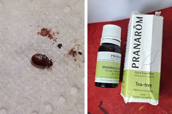 Une punaise de lit avec de l'huile essentielle de tea tree