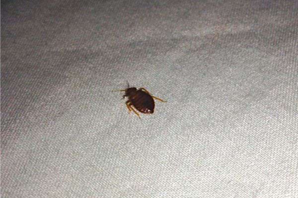 Une punaise de lit
