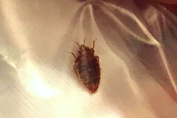 Une punaise de lit dans du plastique