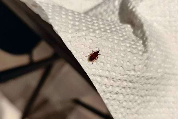 Une punaise de lit sur un sopalin