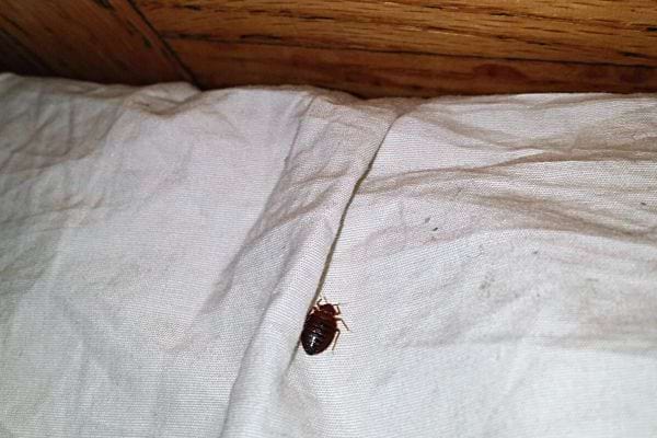 Une punaise de lit sur du linge de lit blanc