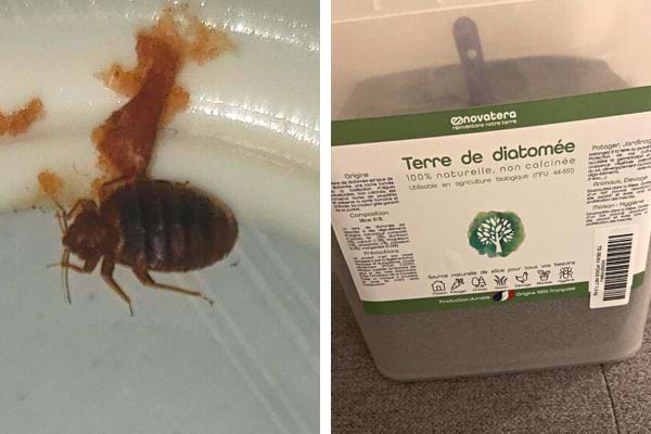 Une punaise de lit avec de la terre de diatomée