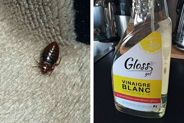 Une punaise de lit avec du vinaigre blanc