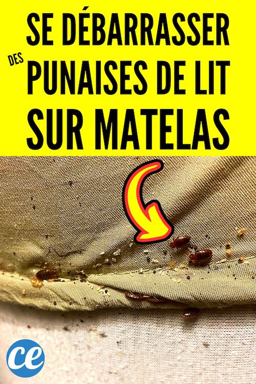 Punaises de Lit Matelas Que Faire Pour S