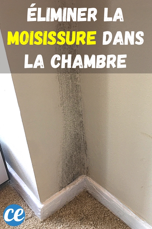 Moisissure dans la Chambre Cause et Solution pour l