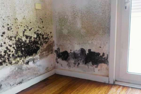 Des taches de moisissure incrustées dans le mur d'une chambre