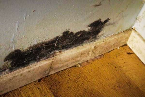 Un mur de chambre avec une grosse tache de moisissure