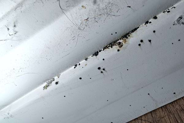 Plusieurs taches de déjections sur un mur blanc 