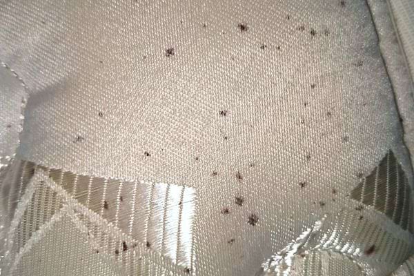 Plusieurs tâches de punaise de lit sur un matelas