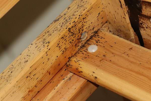 Plusieurs tâches de punaises de lit sur un lit en bois