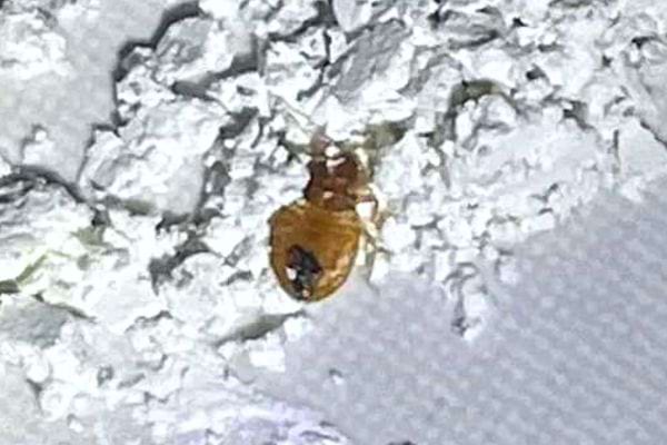 De la terre de diatomée sur une punaise de lit