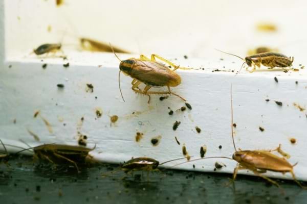 Des cafards qui se baladent sur une plinthe et qui peuvent être repoussés grâce au vinaigre blanc