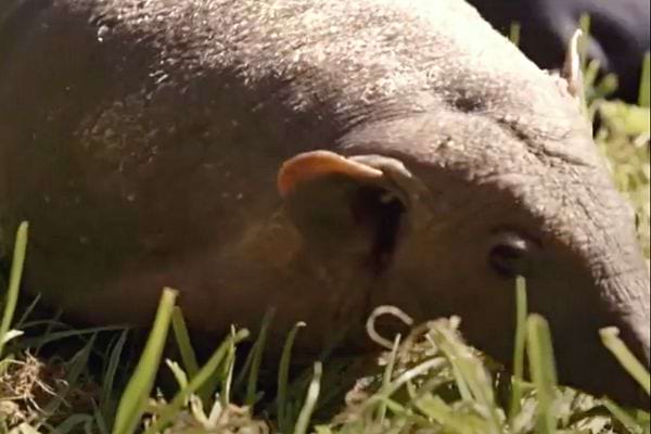 Un hérisson sans pique dans l'herbe
