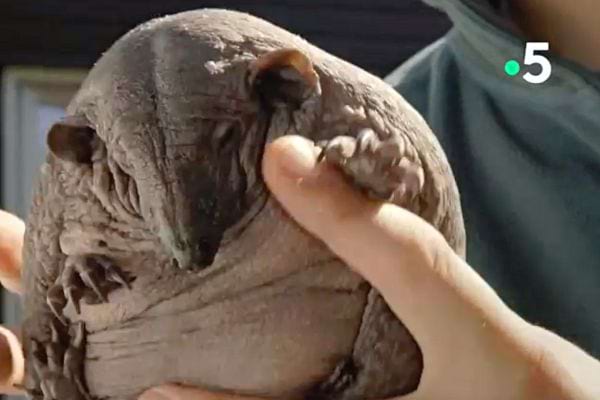 Une personne qui porte un hérisson sans pique