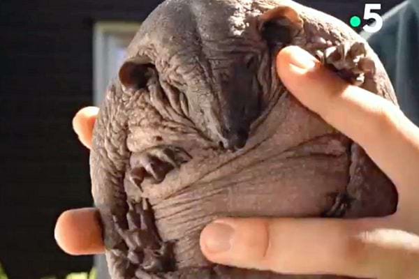 Un hérisson sans pique dans des mains