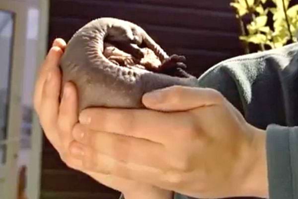 Une personne qui porte un hérisson sans pique