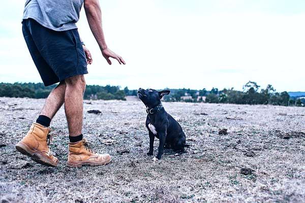 Un homme portant des timberlands avec son chien noir dans les champs 