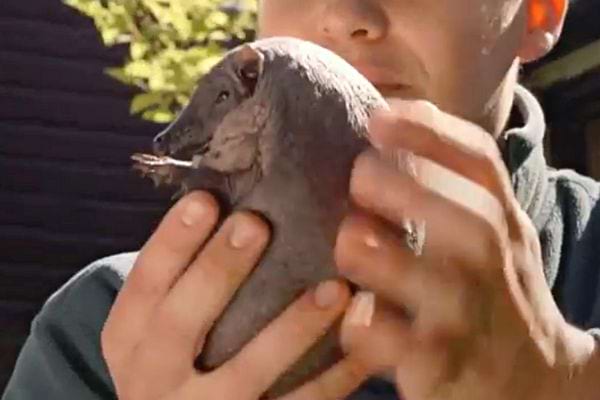 Une personne tenant un hérisson sans pique