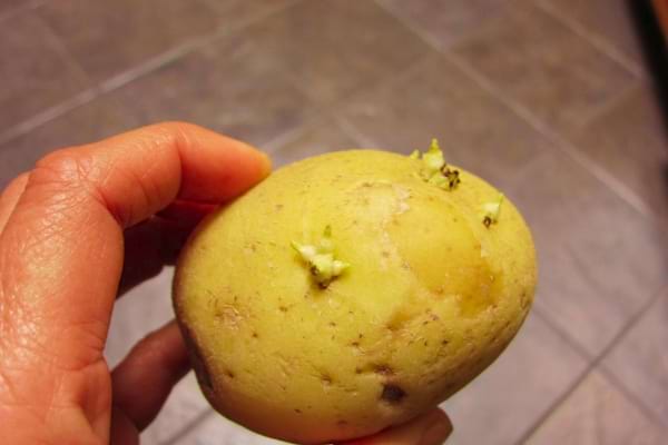 Une pomme de terre germée que l'on peut encore manger