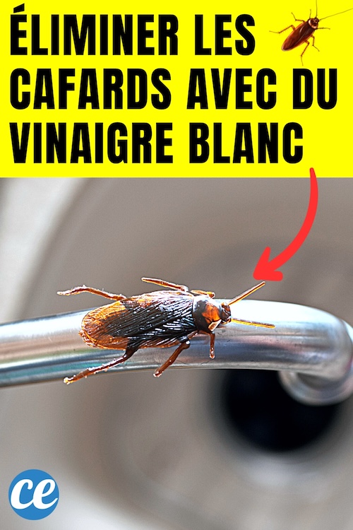 Comment Utiliser le Vinaigre Blanc Contre les Cafards