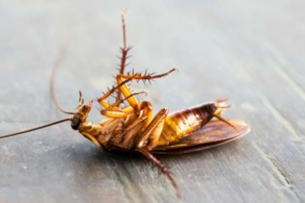 Un cafard mort