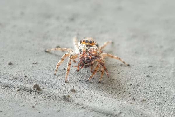 Un acarien sur des draps dans un lit