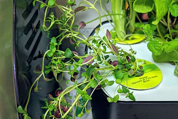 Grüne und violette Thymianblätter wachsen hydroponisch, mit gelbem Etikett.