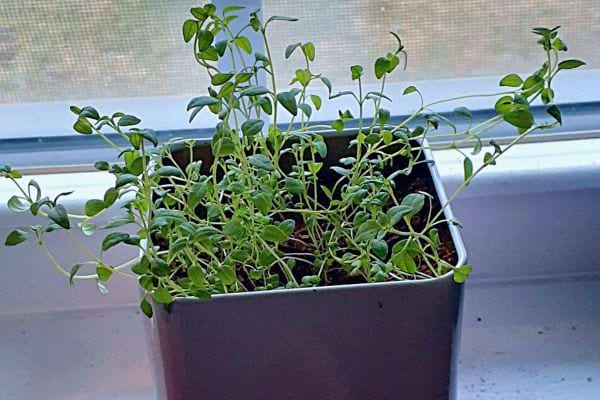 Junge Thymianpflanze mit kleinen grünen Blättern wächst in einem Topf auf einer Fensterbank.