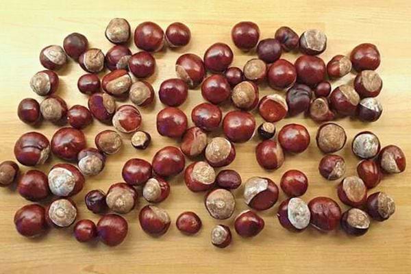 Comment Utiliser les Marrons Contre les Araignées