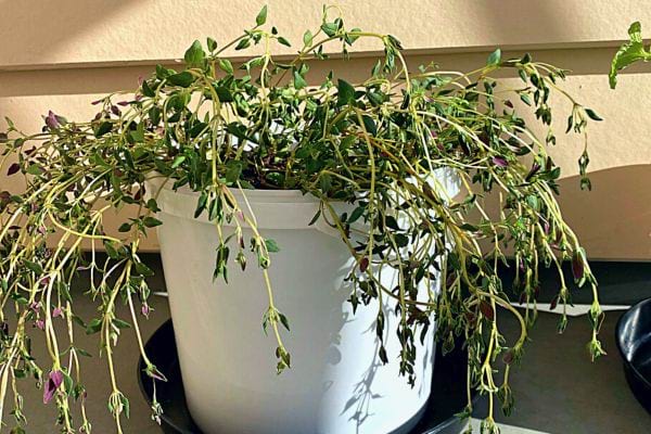 Fallender Thymian mit violetten Blüten in einem dekorativen weißen Eimer auf einem Balkon.