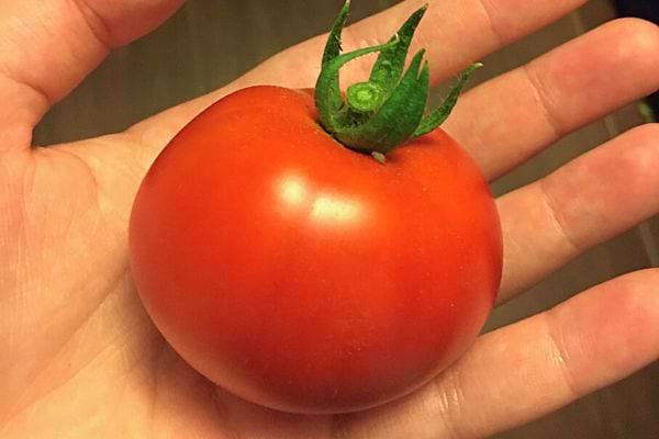 Tomate mûre tenue dans une main, symbolisant les sources naturelles de vitamine E.