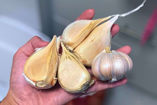 Gousses d'ail tenues dans une main - un antibiotique naturel puissant.