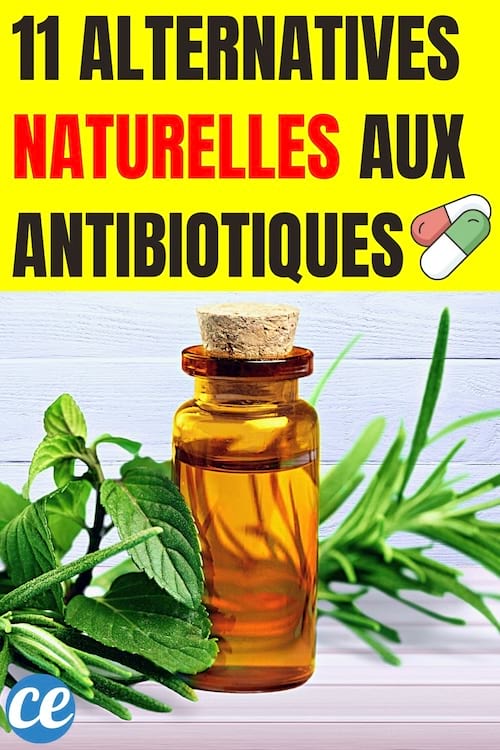 11 Alternatives Naturelles aux Antibiotiques