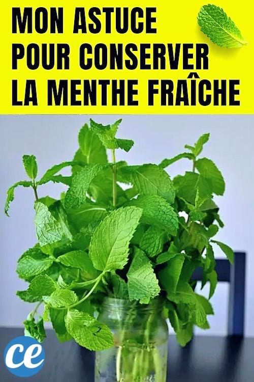 Mon astuce pour conserver la menthe fraîche