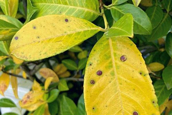 Feuilles de laurier jaunissantes avec des points pourpres, symptômes de carences nutritives ou de maladies.