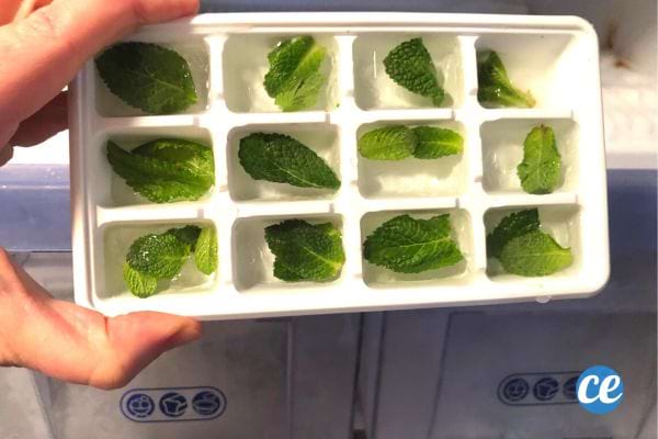 Des feuilles de menthe disposées dans un bac à glaçons, prêtes à être congelées pour leur conservation.