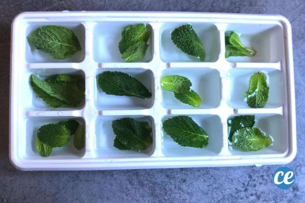 Bac à glaçons avec des feuilles de menthe encapsulées dans de l'eau gelée