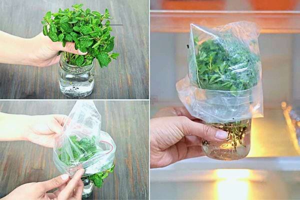 Préparation de la menthe pour la conservation: dans l'eau puis emballée dans un sac plastique.