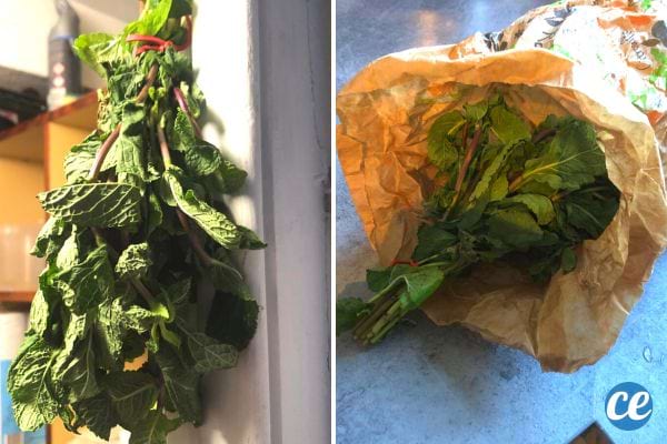 Un bouquet de menthe séchée suspendu et de la menthe flétrie dans un sac en papier, illustrant des techniques de conservation.