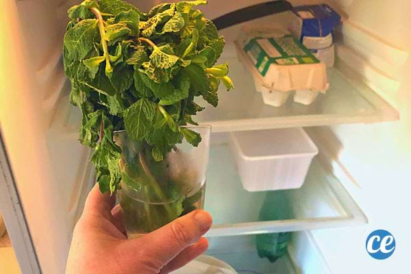 Un verre d'eau dans un réfrigérateur contenant des tiges de menthe, une technique pour garder les herbes fraîches.