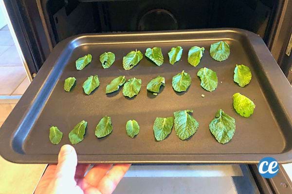 Une plaque de cuisson avec des feuilles de menthe prêtes pour le séchage au four, une approche rapide de la conservation.