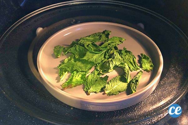 Des feuilles de menthe sur une assiette dans un micro-ondes, une technique de séchage rapide pour la conservation.