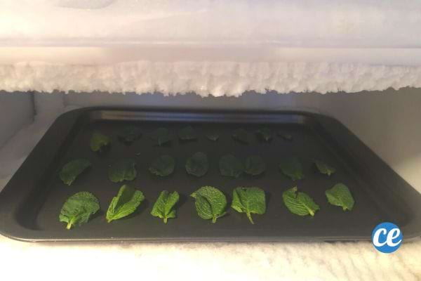 Des feuilles de menthe arrangées sur une plaque de cuisson dans un congélateur
