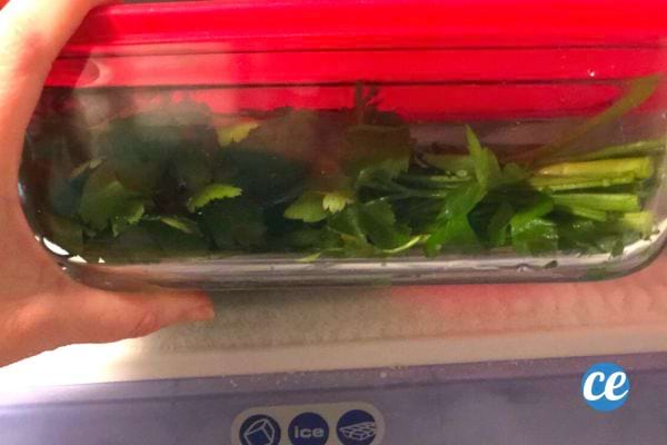 Persil frais stocké dans une boîte hermétique transparente avec un couvercle rouge.